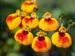 Calceolaria uniflora blume samen for anpflanzung - cut blume favorite, heirloom & gmo free samen for home garten
 
 sale samen for home garten
