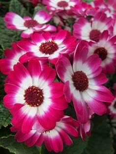 Rosa weiß cineraria blume samen for anpflanzung - compact growth, heirloom & gmo free samen for home garten
 
 sale for anpflanzung in home garten