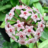 Hoya Blumensamen zur Aussaat farbenfroh Schau Traditionssorte & ohne Gentechnik Samen Hausgarten