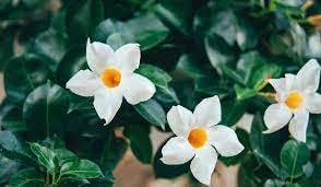 Heirloom raat ki rani blume samen for anpflanzung long bloom season heirloom & gmo free samen for home garten 
 
 sale for anpflanzung in home garten