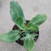 Kalanchoe blume samen for anpflanzung - seasonal bloomer, heirloom & gmo free samen for home garten
 
 sale for anpflanzung in home garten