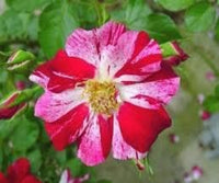 Rosa (rosa rot) samen for anpflanzung in home garten