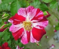 Rot kletternd Rose Blumensamen zur Aussaat leuchtend Traditionssorte & ohne Gentechnik Samen Hausgarten