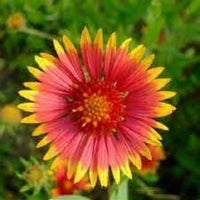 Heirloom gaillardia blume samen for anpflanzung cottage garten essential heirloom & gmo free samen for home garten 
 
 sale for anpflanzung in home garten
