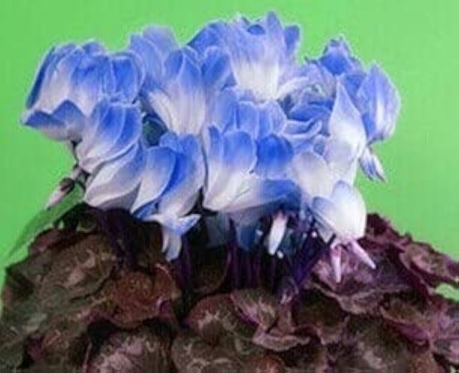 Blau Weiß Alpenveilchen Blumensamen zur Aussaat ideal Rabatten Traditionssorte & ohne Gentechnik Samen Hausgarten
