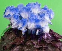 Blau Weiß Alpenveilchen Blumensamen zur Aussaat ideal Rabatten Traditionssorte & ohne Gentechnik Samen Hausgarten