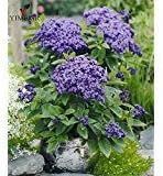 Heliotropium blume samen for anpflanzung - low maintenance, heirloom & gmo free samen for home garten
 
 sale for anpflanzung in home garten