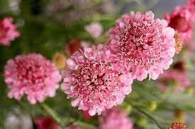 Pincushion blume samen for anpflanzung perfect for borders heirloom & gmo free samen for home garten
sale for anpflanzung in home garten