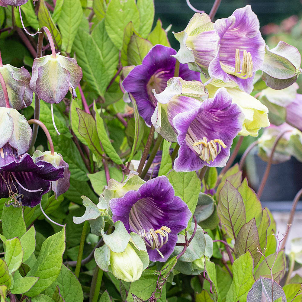 Cobaea Scandens Blumensamen zur Aussaat hochwertige Qualitäts- Traditionssorte & ohne Gentechnik Samen Hausgarten