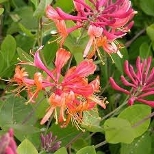 Honeysuckle blume samen for anpflanzung - long bloom season, heirloom & gmo free samen for home garten
 
 sale samen for home garten