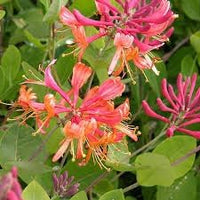 Honeysuckle blume samen for anpflanzung - long bloom season, heirloom & gmo free samen for home garten
 
 sale samen for home garten