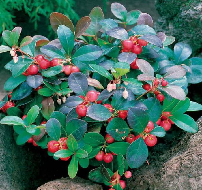 Rote Gaultheria procumbens Samen für einfaches Anpflanzen