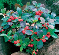 Rote Gaultheria procumbens Samen für einfaches Anpflanzen