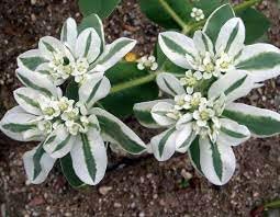 Heirloom marginata blume samen for anpflanzung bright blooms heirloom & gmo free samen for home garten
sale for anpflanzung in home garten