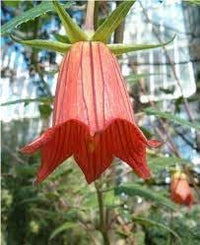Canarina blume samen for anpflanzung - wildflower mix, heirloom & gmo free samen for home garten
 
 sale samen for home garten