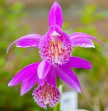 Tongariro hardy blume samen for anpflanzung - perfect for borders, heirloom & gmo free samen for home garten
 
 sale samen for anpflanzung in home garten