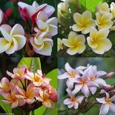 Frangipani blume samen for anpflanzung perfect for borders heirloom & gmo free samen for home garten 
 
 sale samen for home garten anpflanzung