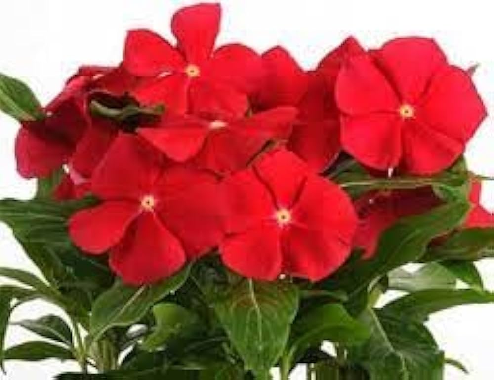 Immergrün Catharanthus roseus Blumensamen zur Aussaat