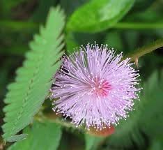 Heirloom mimosa pudica blume samen for anpflanzung perfect for borders heirloom & gmo free samen for home garten
sale for anpflanzung in home garten