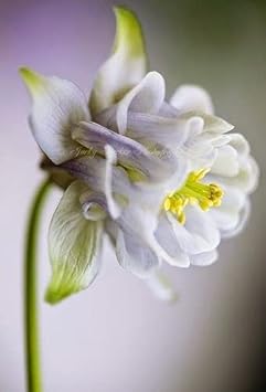 Aquilegia blume samen for anpflanzung - garten favorite, heirloom & gmo free samen for home garten
sale for anpflanzung in home garten