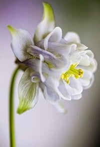 Aquilegia blume samen for anpflanzung - garten favorite, heirloom & gmo free samen for home garten
 
 sale for anpflanzung in home garten