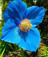 Himalayan blume samen for anpflanzung - vibrant colors, heirloom & gmo free samen for home garten
 
 sale samen for anpflanzung in home garten