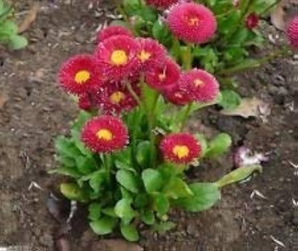 Rot Daisy Bellis perennis Samen zur Aussaat Blume Beet Bestäuber Garten