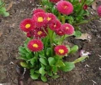 Rot Daisy Bellis perennis Samen zur Aussaat Blume Beet Bestäuber Garten