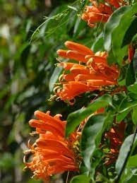 Creeper blume samen for anpflanzung - fragrant blossoms, heirloom & gmo free samen for home garten
 
 sale samen for home garten