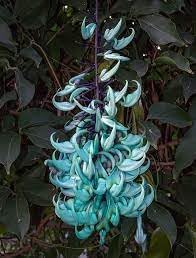 Strongylodon blume samen for anpflanzung - vibrant colors, heirloom & gmo free samen for home garten
 
 sale for anpflanzung in home garten.