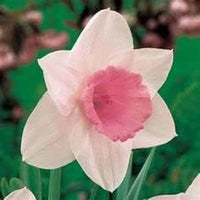 Weiß daffodil blume samen for easy anpflanzung