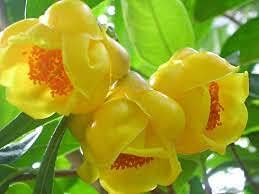 Golden camellia blume samen for anpflanzung - seasonal bloomer, heirloom & gmo free samen for home garten
 
 sale samen for home garten