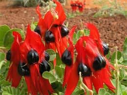 Sturt's desert pea blume samen for anpflanzung - perfect for borders, heirloom & gmo free samen for home garten
 
 sale samen for home garten