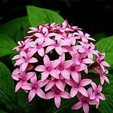 Pentas lanceolata blume samen for anpflanzung - cut blume favorite, heirloom & gmo free samen for home garten
sale samen for home garten