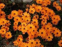 Cape marigold blume samen for anpflanzung - easy to grow, heirloom & gmo free samen for home garten
 
 sale for anpflanzung in home garten