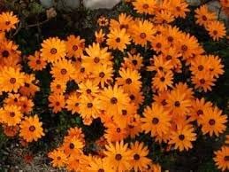 Cape marigold blume samen for anpflanzung - easy to grow, heirloom & gmo free samen for home garten
 
 sale for anpflanzung in home garten