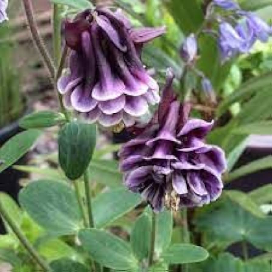 Akelei Samen zur Aussaat Hausgarten Blume Beet
