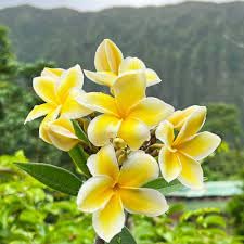 Plumeria Blumensamen zur Aussaat – lang Blüte Saison – Traditionssorte & ohne Gentechnik Samen Hausgarten