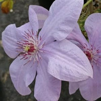 Clematis montana blume samen for anpflanzung - easy to grow, heirloom & gmo free samen for home garten
 
 sale samen for anpflanzung in home garten