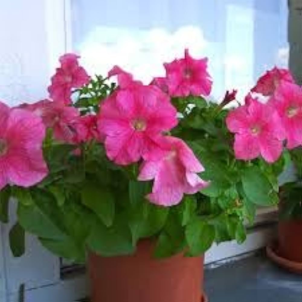 Pelleted Petunie Frillytunia Weiß Samen