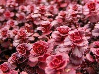 Stonecrop blume samen for anpflanzung seasonal bloomer heirloom & gmo free samen for home garten 
 
 sale for anpflanzung in home garten