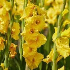 Gladiolus blume samen for anpflanzung vibrant colors heirloom & gmo free samen for home garten 
 
 sale for anpflanzung in home garten