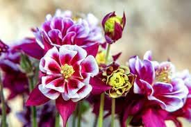 Winky double blume samen for anpflanzung hardy variety heirloom & gmo free samen for home garten 
 
 sale for anpflanzung in home garten