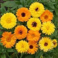 Calendula blume samen for anpflanzung seasonal bloomer heirloom & gmo free samen for home garten 
 
 sale for anpflanzung in home garten
