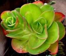 Grün echeveria palida blume samen for anpflanzung - pollinator friendly, heirloom & gmo free samen for home garten
 
 sale samen for home garten