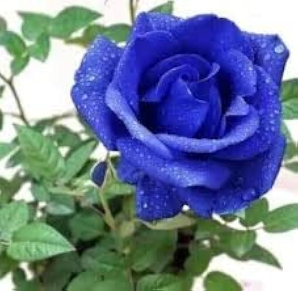 dunkel Blau Holland Rose Blumensamen zur Aussaat Landhaus Garten wichtig Traditionssorte & ohne Gentechnik Samen Hausgarten