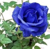 dunkel Blau Holland Rose Blumensamen zur Aussaat Landhaus Garten wichtig Traditionssorte & ohne Gentechnik Samen Hausgarten