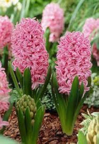 Rot Hyacinth Blumensamen zur Aussaat – sonnenliebend – Traditionssorte & ohne Gentechnik Samen Hausgarten