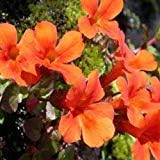 Orange mimulus blume samen for anpflanzung - wildflower mix, heirloom & gmo free samen for home garten
 
 sale for anpflanzung in home garten.