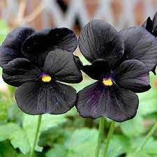 Schwarz pansy blume samen for anpflanzung - drought tolerant, heirloom & gmo free samen for home garten
 
 sale for anpflanzung in home garten